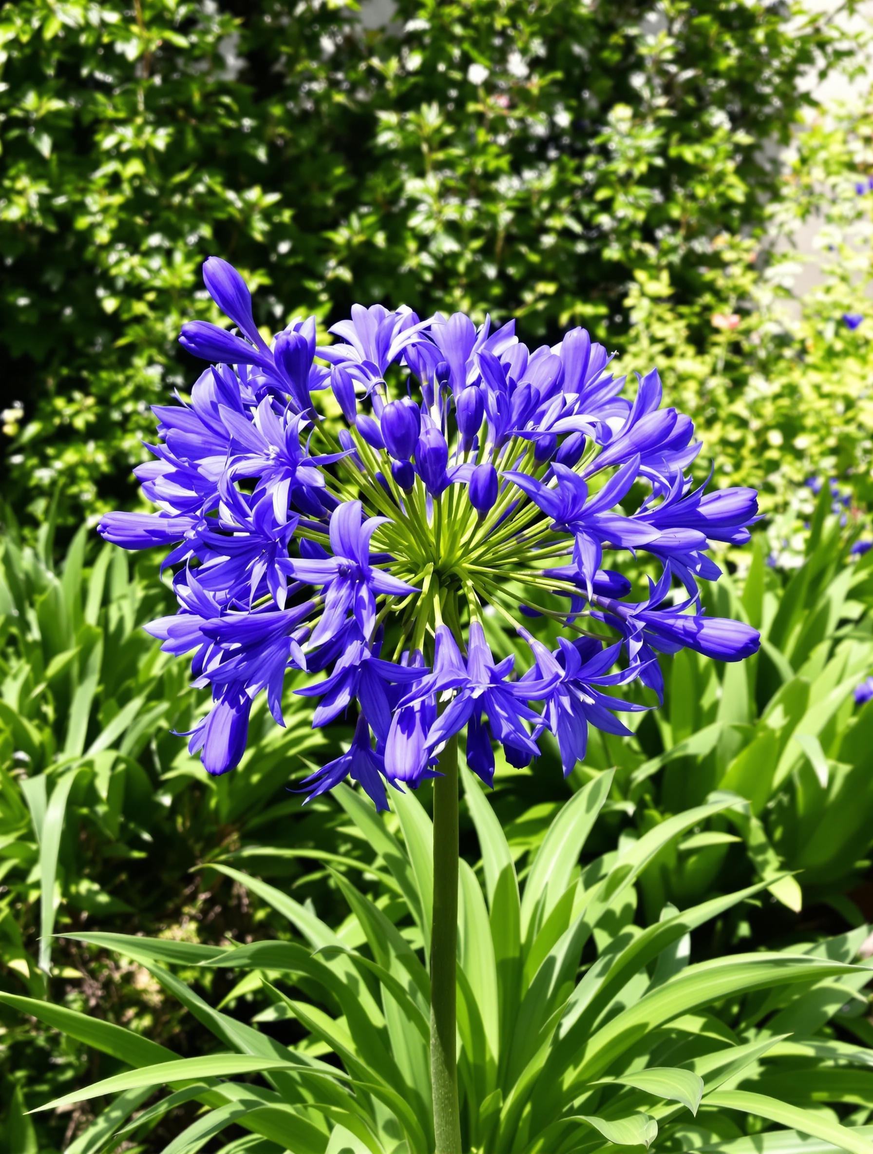 Agapanthe majestueuse en pleine floraison, structure aérienne et couleur intense