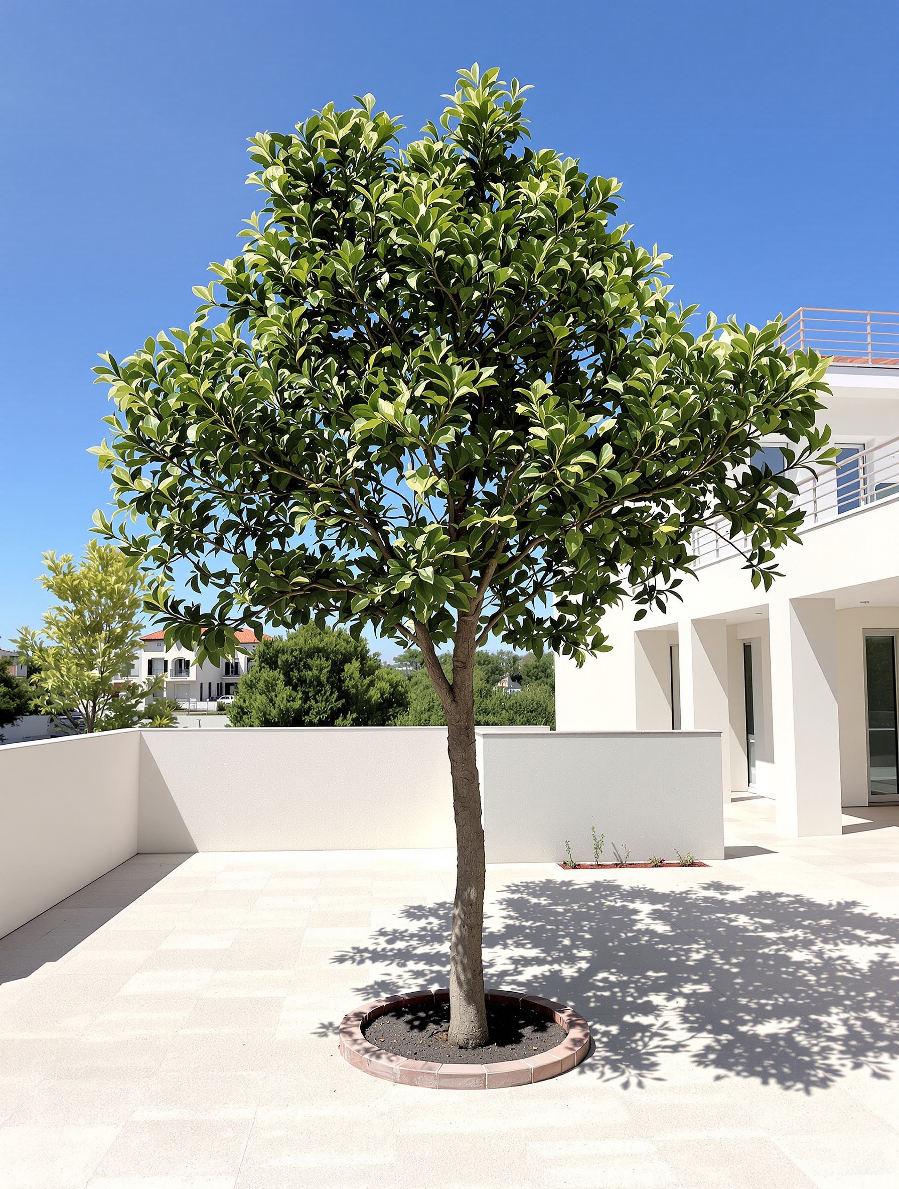 Albizia adulte à bonne distance d'une maison moderne