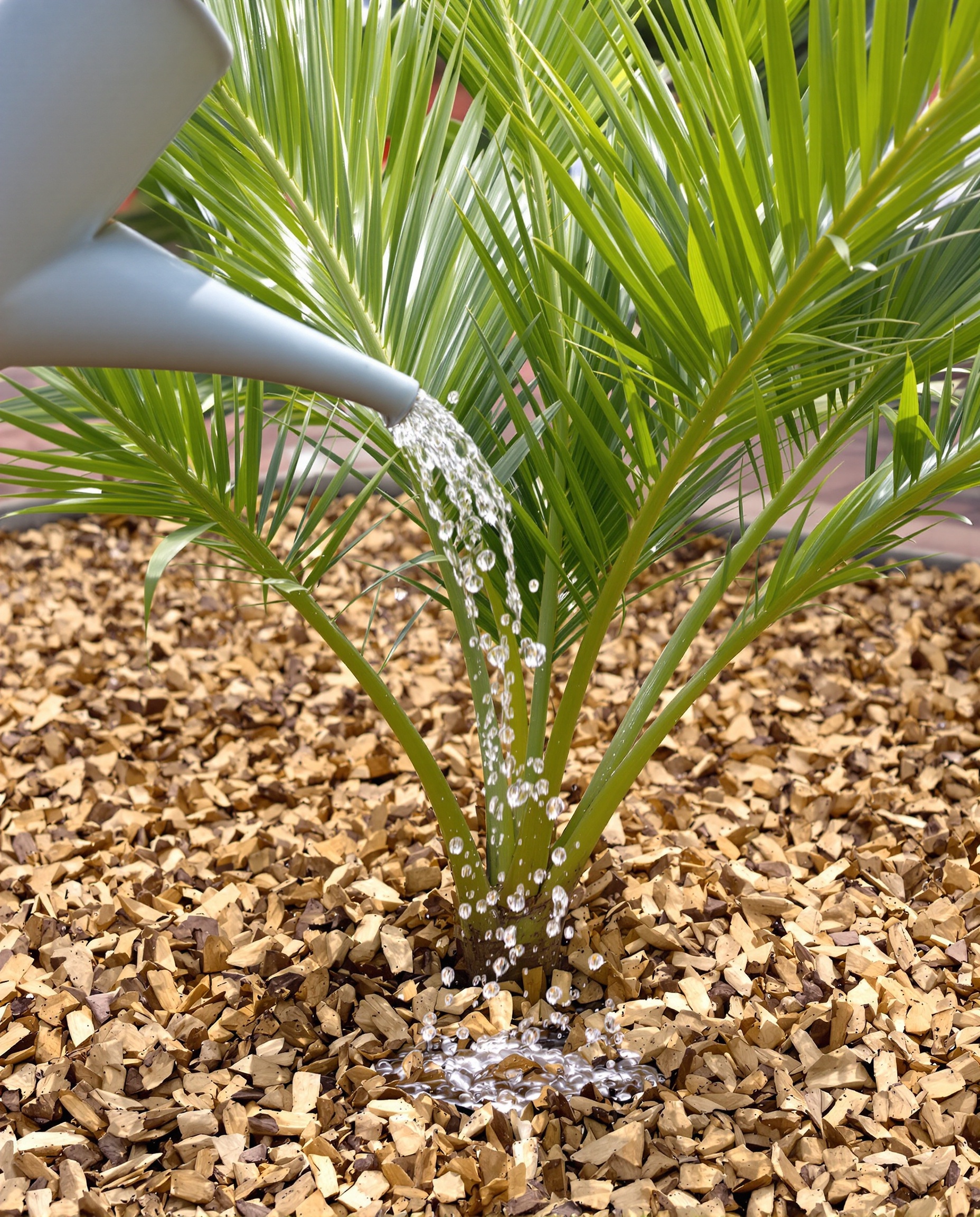 Arrosage précis d’un jeune palmier sur paillage, lumière douce.