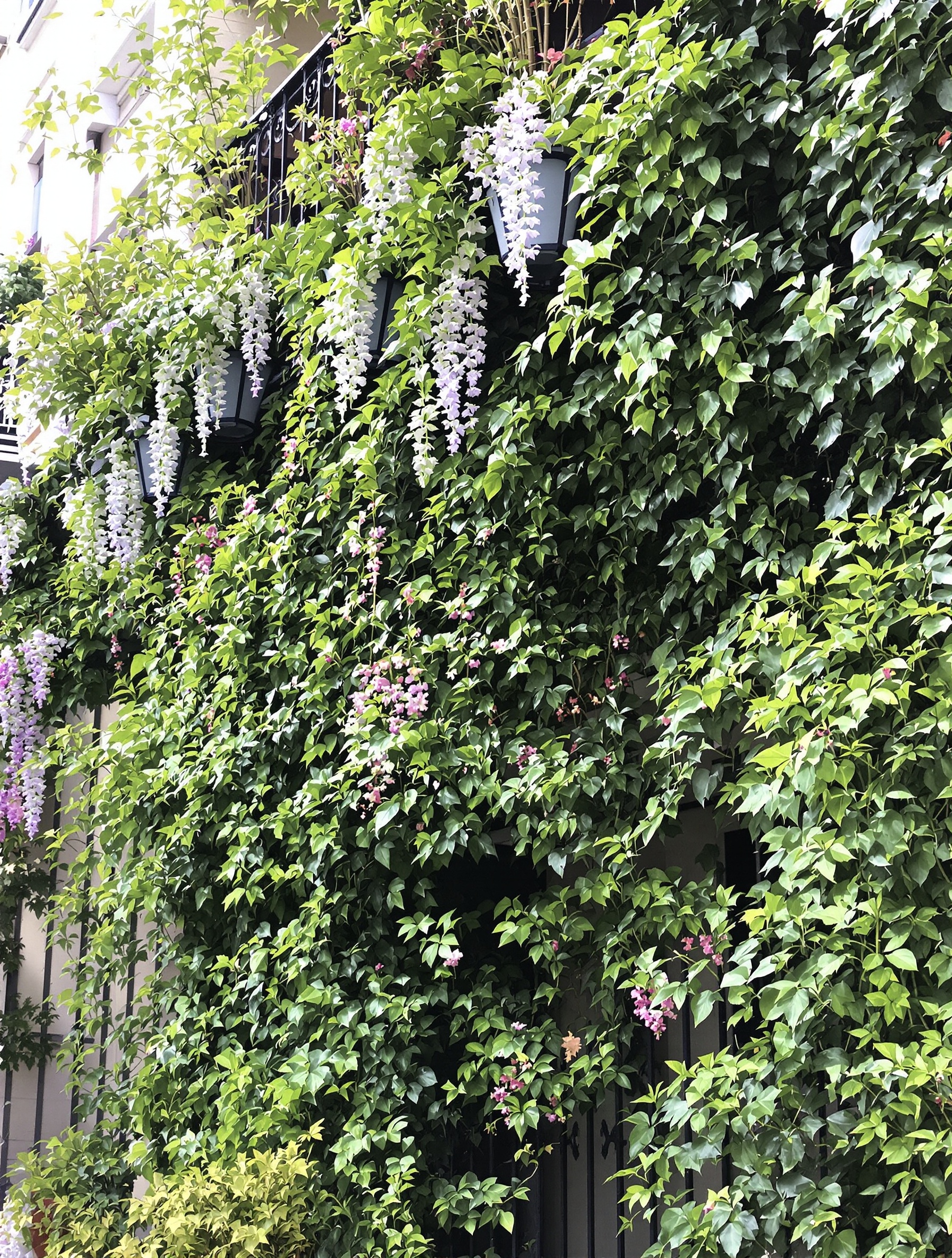 Un balcon urbain élégamment végétalisé avec des plantes grimpantes luxuriantes et des bambous en pots, créant une barrière naturelle dense et un sentiment d'intimité.