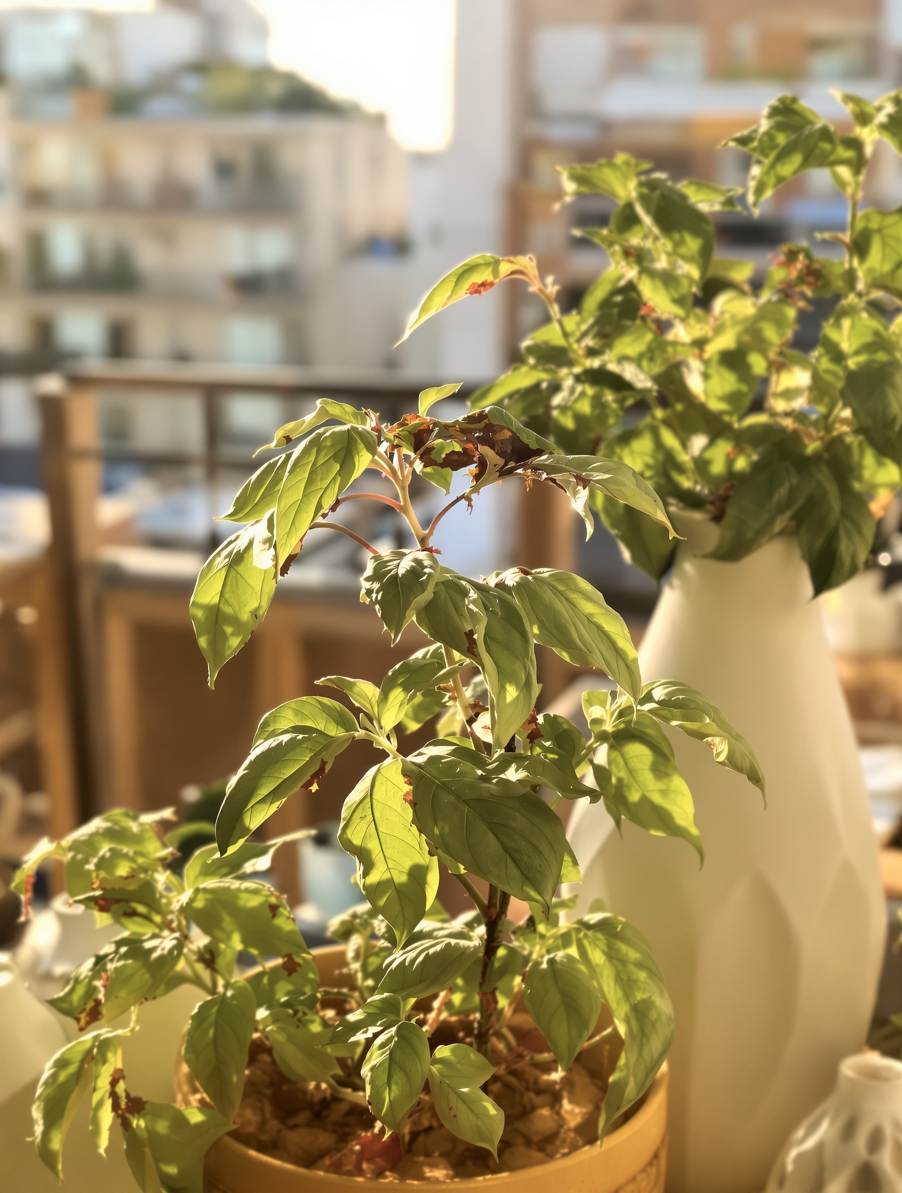 Basilic flétri sur balcon contemporain, lumière dorée et imperfections inspirantes.