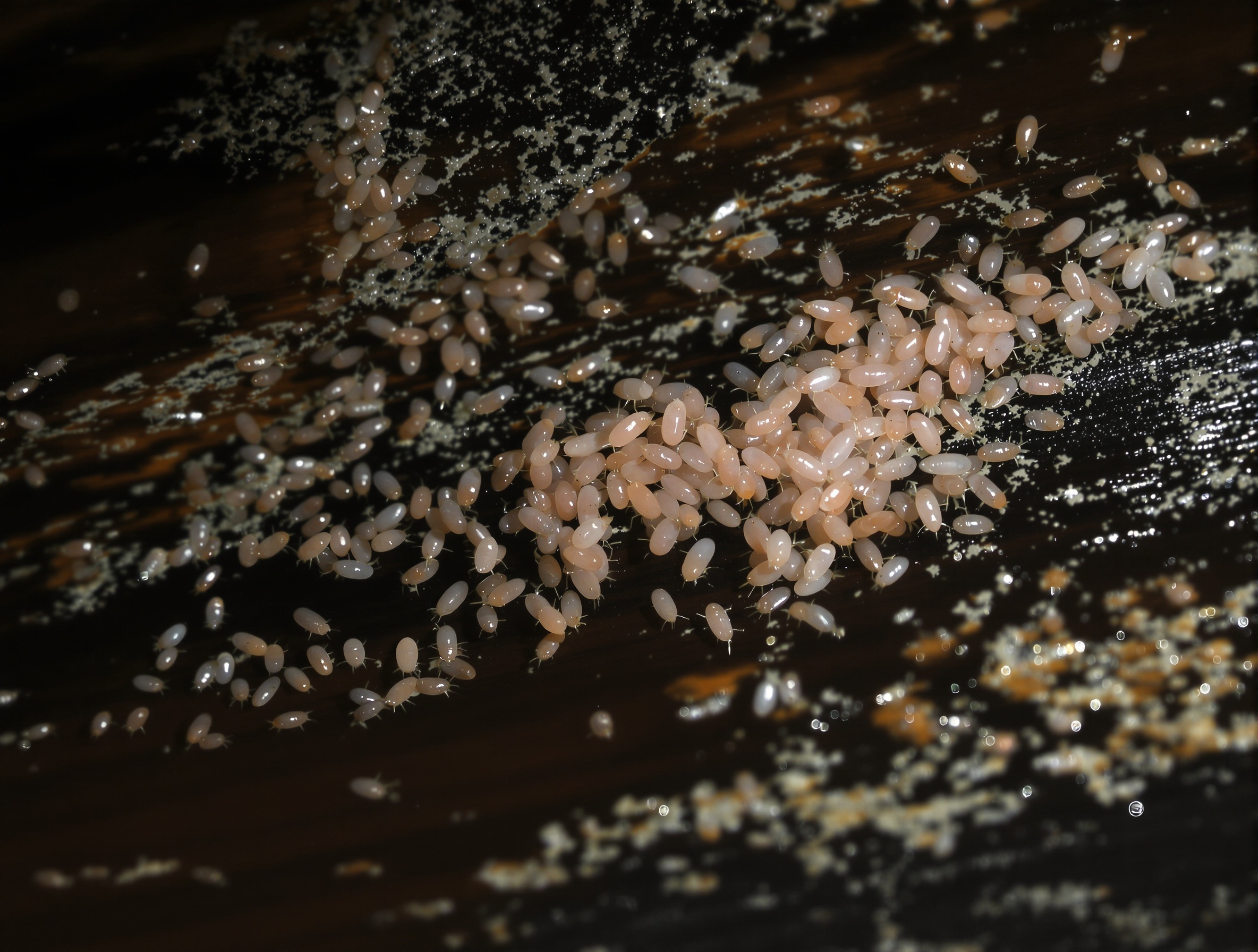 Colonie de psoques sur bois humide