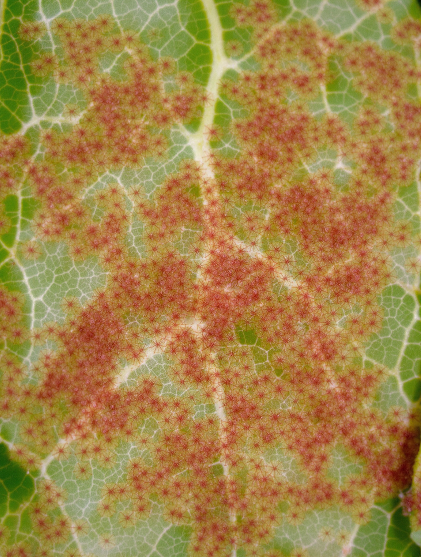 Feuille infestée de tétranyques rouges, toiles sous feuille