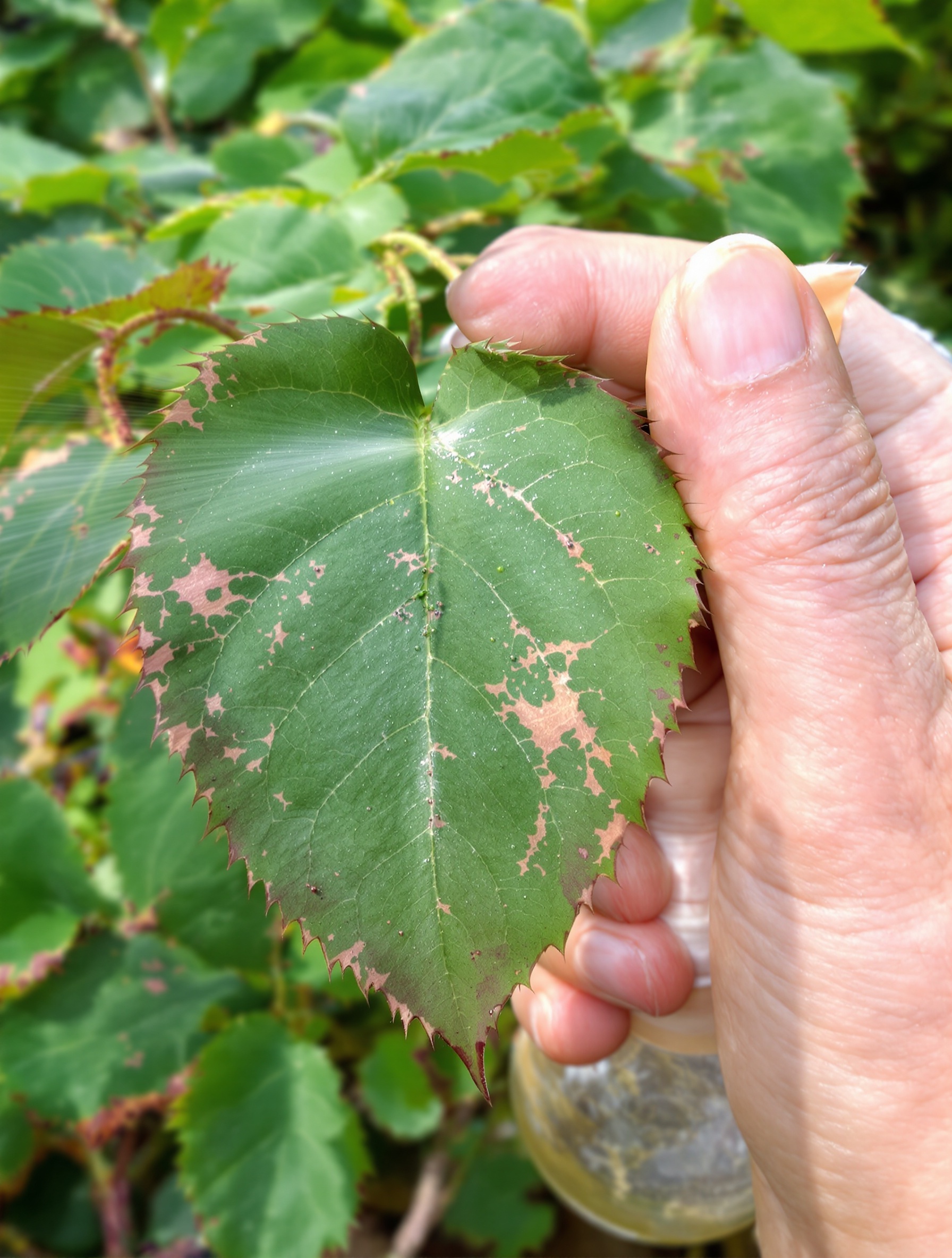 Pulvérisation précise sous feuille de rosier contre pucerons verts.