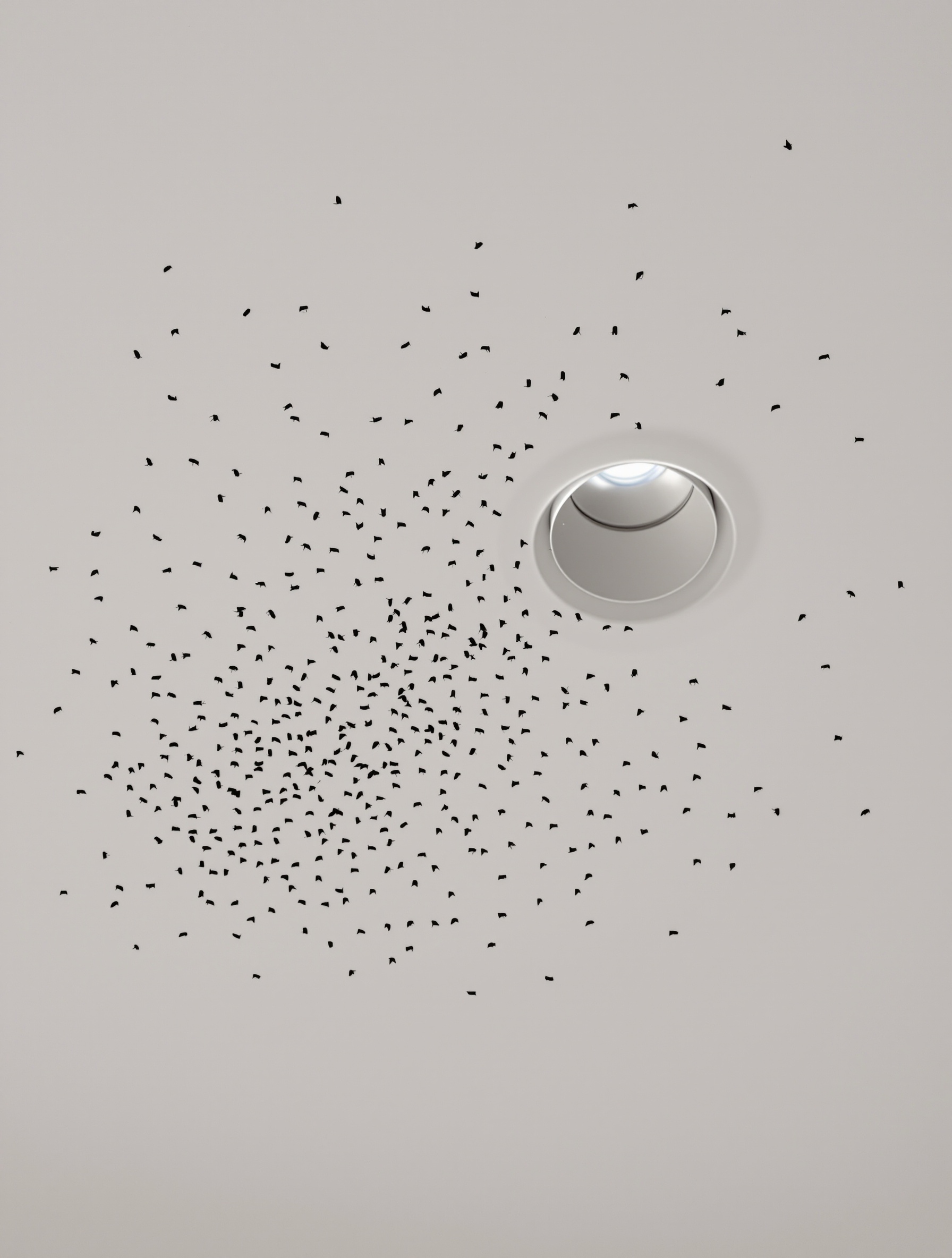 Moucherons drain flies regroupés sur plafond blanc près spot lumineux