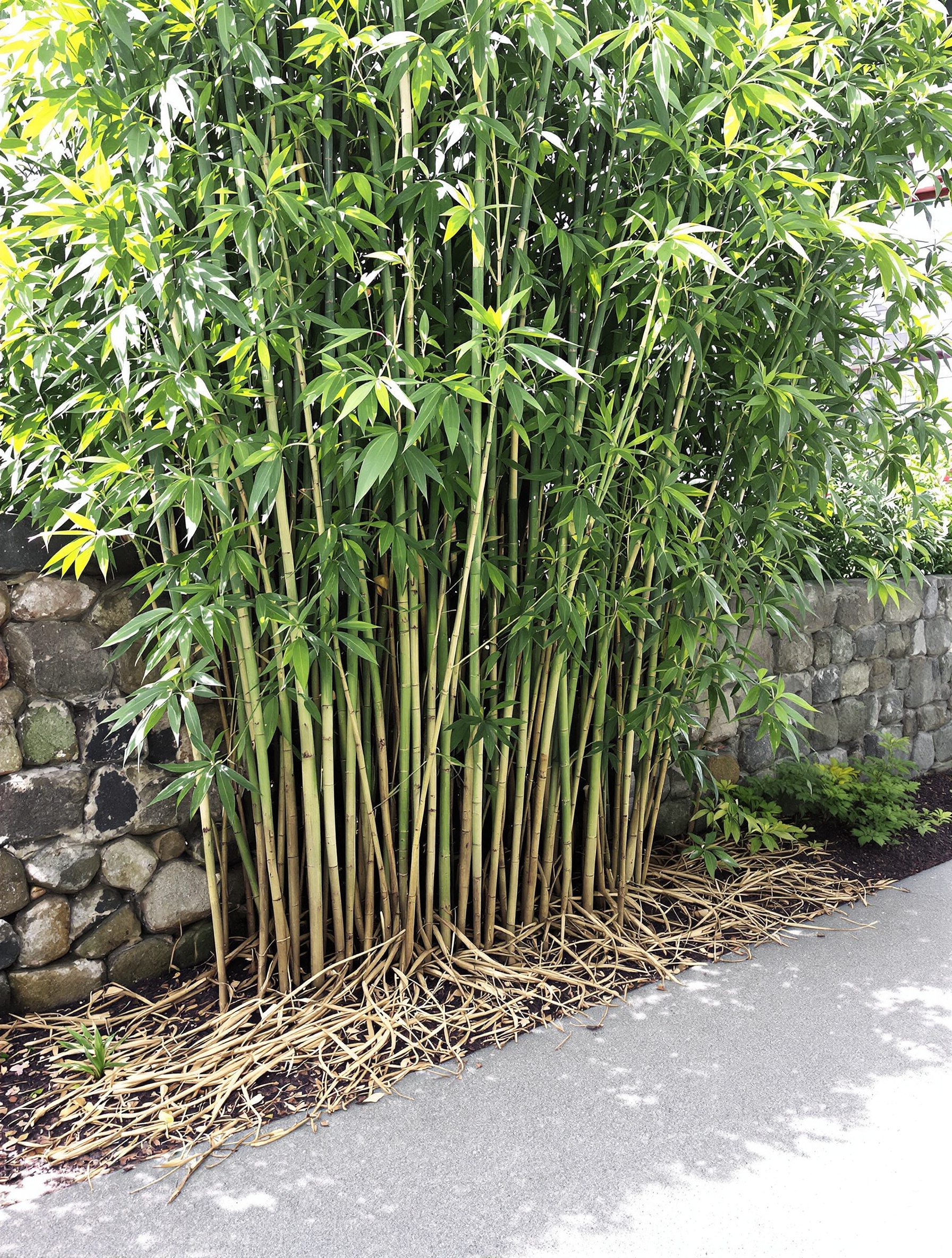Jardin résidentiel envahi par un massif dense de bambous avec rhizomes visibles sous une clôture en pierre.