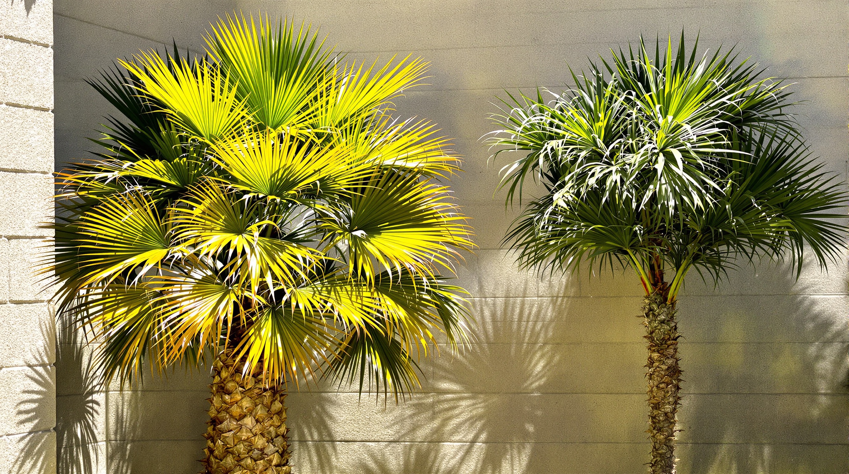 Deux palmiers installés dans différentes expositions au soleil, comparaison directe.