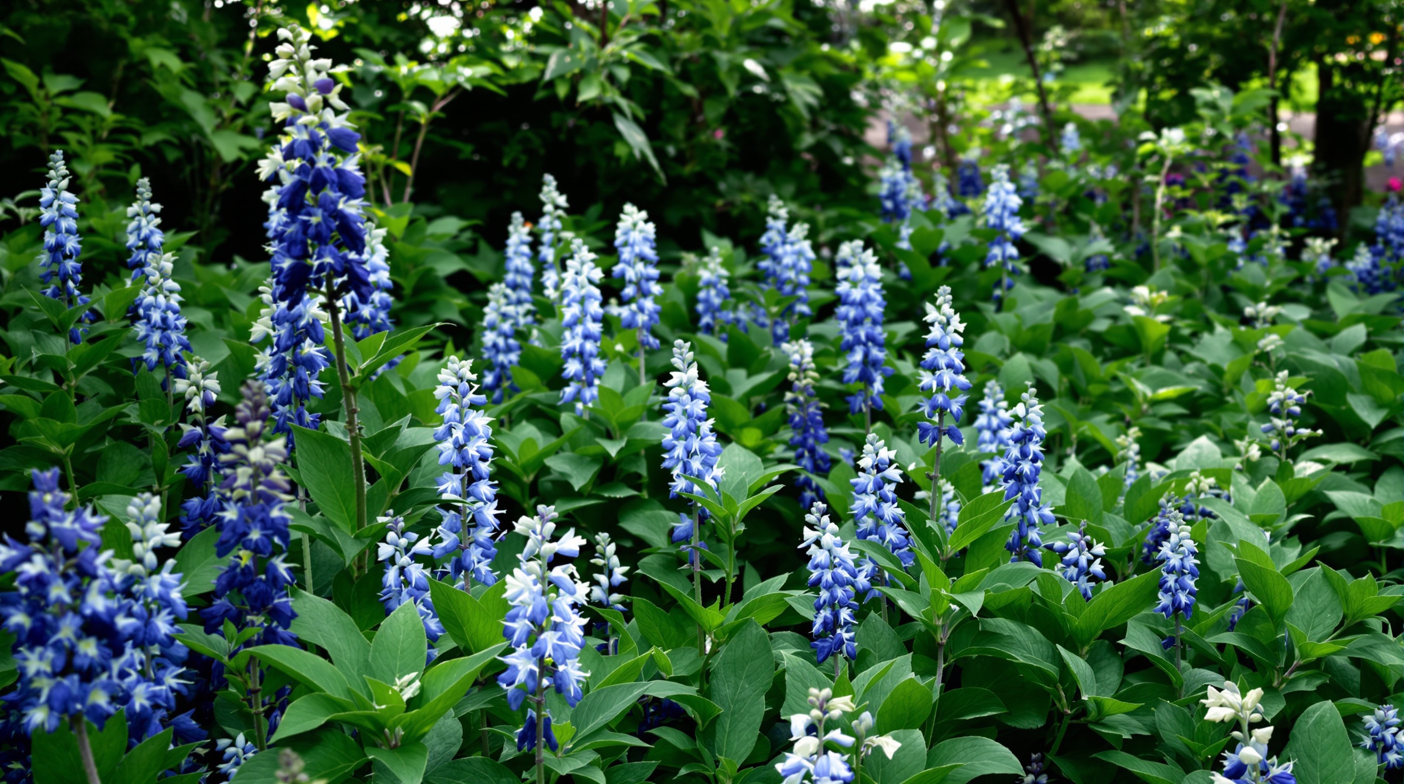 Fleurs bleues rares dans un jardin contemporain