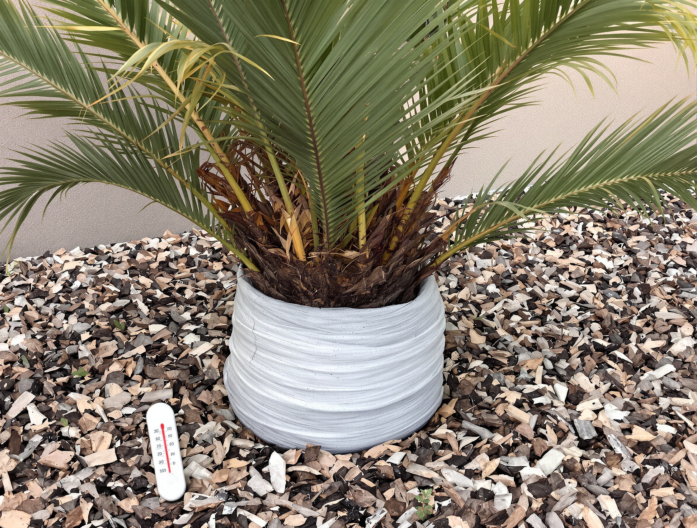 Paillage épais autour d’un jeune palmier protégé contre le froid hivernal.