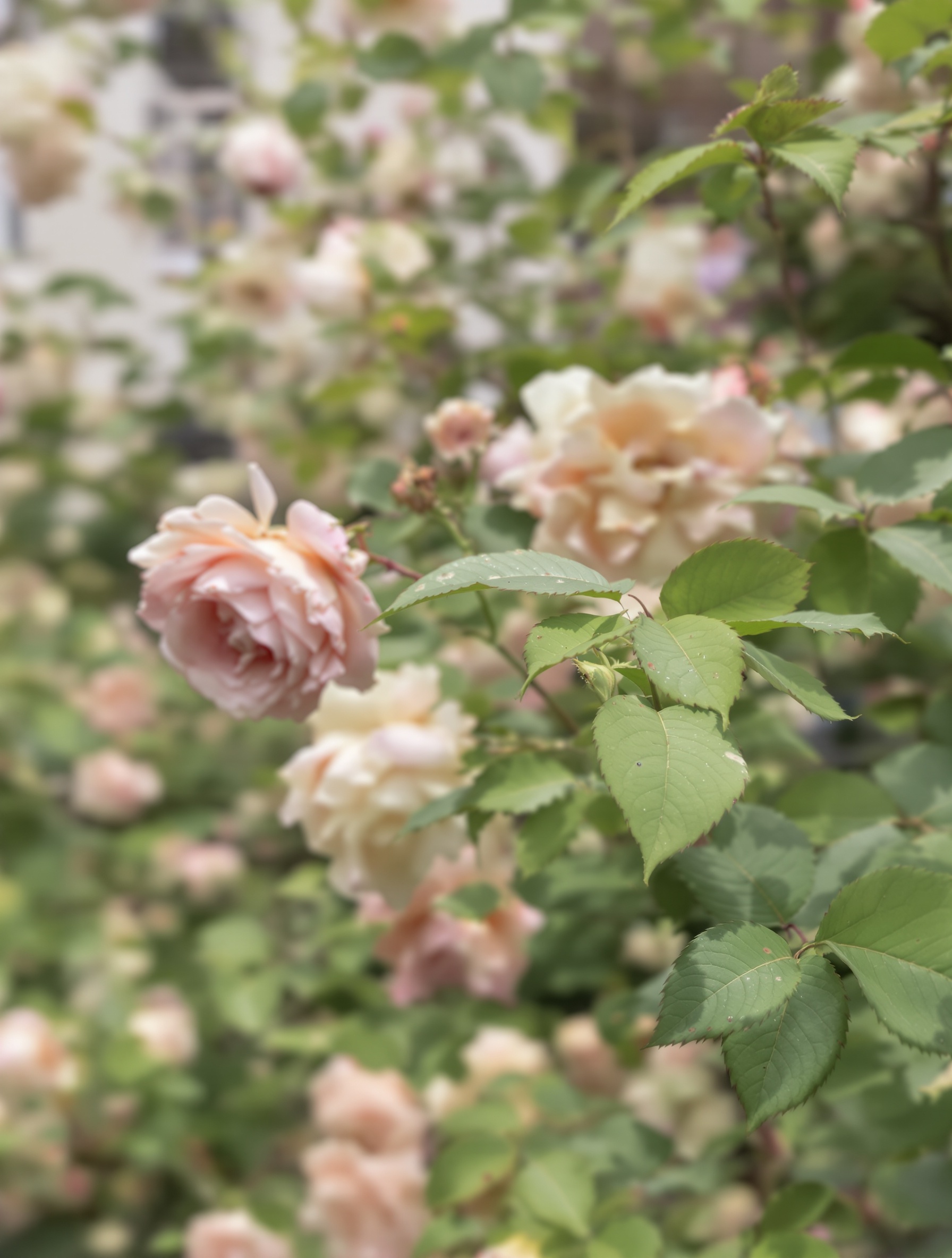 Rosier ancien feuilles tachetées symbolique artistique