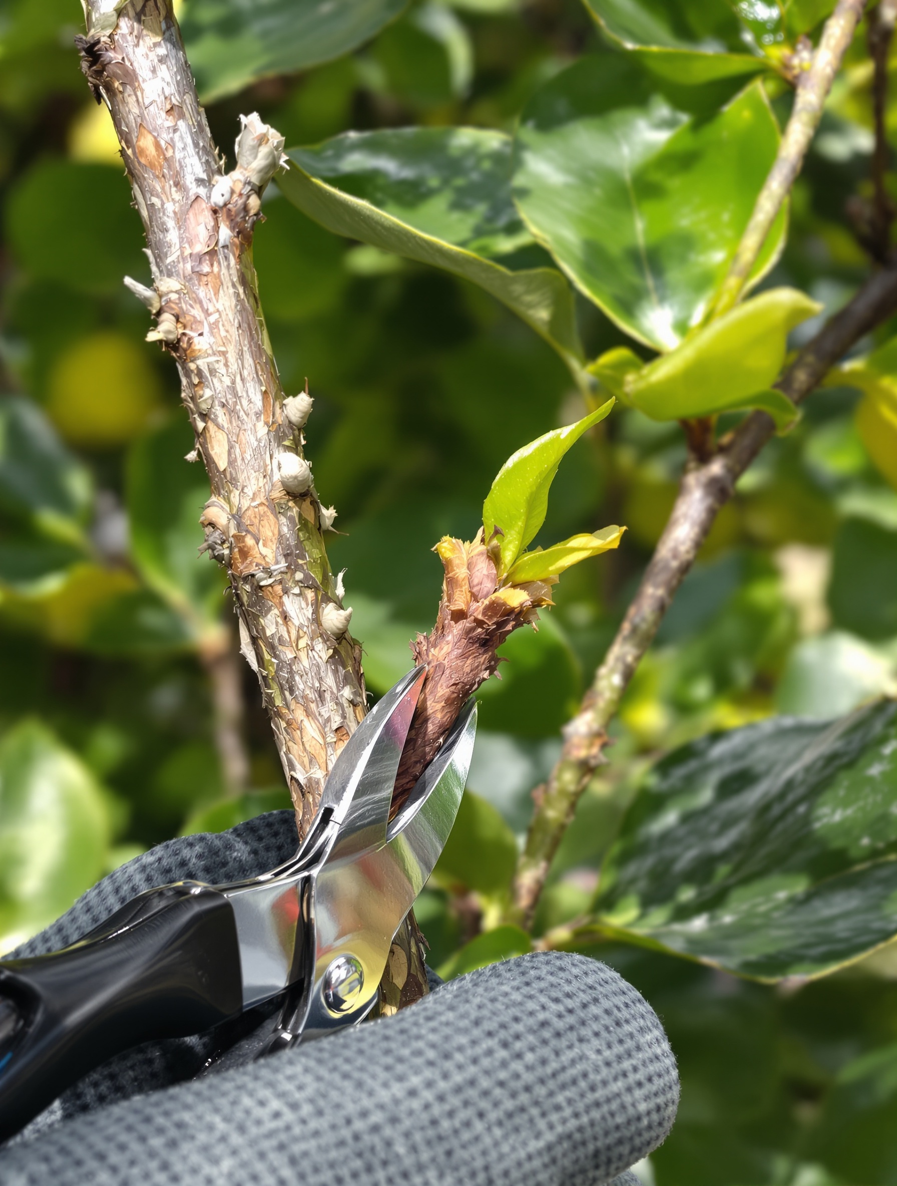 Taille de nettoyage précise sur un citronnier après le gel